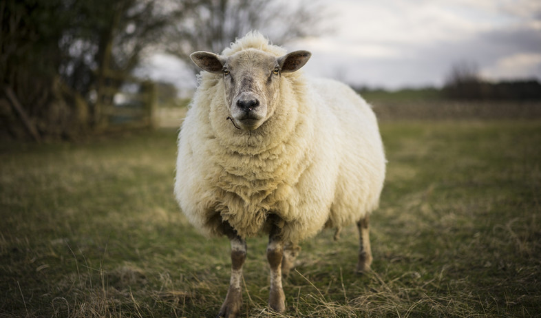 כבשה מתולתלת (צילום: robbinsbox, Shutterstock)