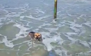 תיעוד: הכלבה קשורה לעמוד בתוך הים (צילום: אסף זרגריאן, אגודת צער בעלי חיים בישראל)