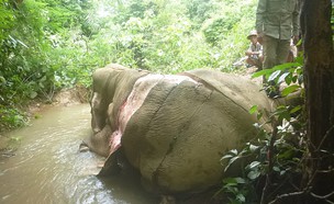 עורות פיל (צילום: Elephant Family)