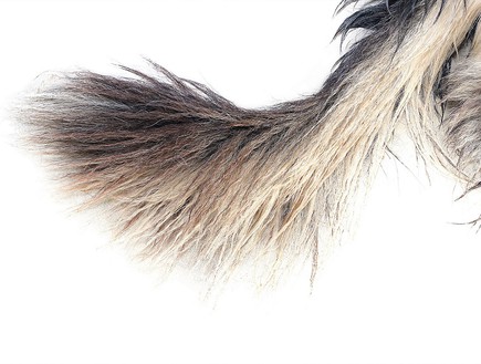 זנב כלב (צילום: Shutterstock)
