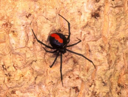 עקיצת עכביש אדום גב (צילום: ALAMY)
