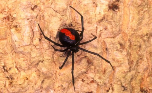 עקיצת עכביש אדום גב (צילום: ALAMY)