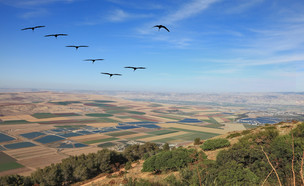 נוף ישראלי (צילום: kavram, Shutterstock)