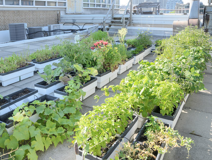 גידול ירקות על הגג (צילום: Alison Hancock, Shutterstock)