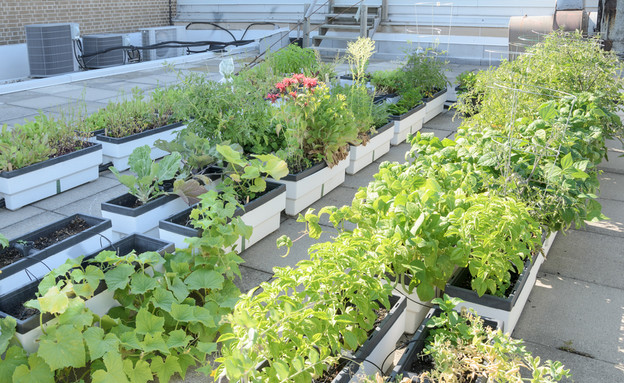 גידול ירקות על הגג (צילום: Alison Hancock, Shutterstock)