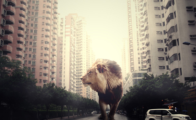 אריה משוטט ברחובות עיר (צילום: מעבורת)