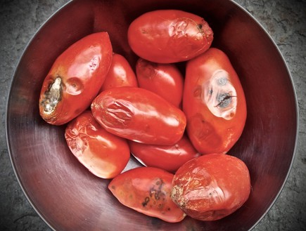 עגבניות פגומות (צילום: מיכל לויט, mako אוכל)