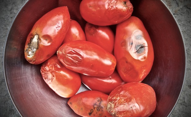 עגבניות פגומות (צילום: מיכל לויט, אוכל טוב)