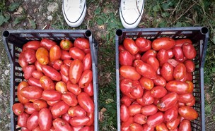 עגבניות מאיטליה (צילום: מיכל לויט, אוכל טוב)