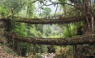 גשר שורשים בהודו (צילום: atlasobscura.com)