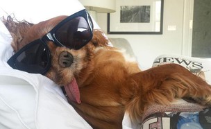 הכלב טוסט (צילום: toastmeetsworld instagram)