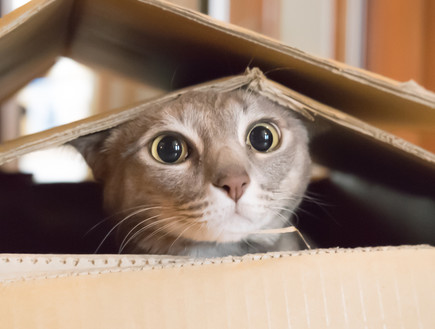 חתול (צילום: Shutterstock, מעריב לנוער)