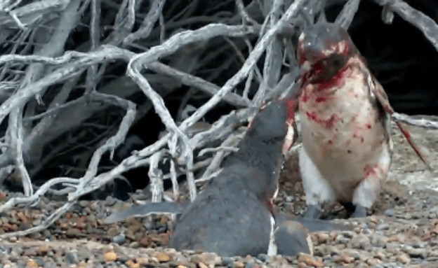 קרב פינגווינים (צילום: טוויטר)