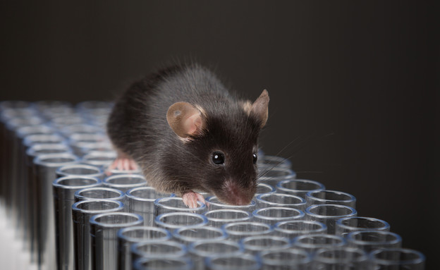 עכבר מעבדה (צילום: Shutterstock)