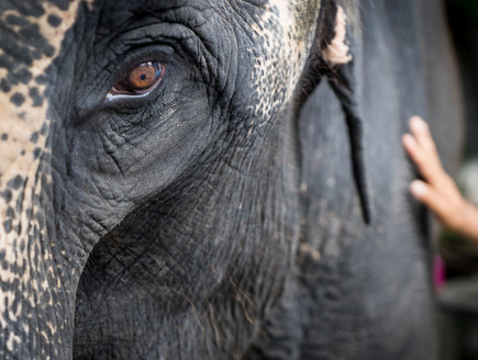 פיל עצוב (צילום: Anutr Yossundara, Shutterstock)