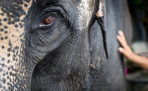 פיל עצוב (צילום: Anutr Yossundara, Shutterstock)