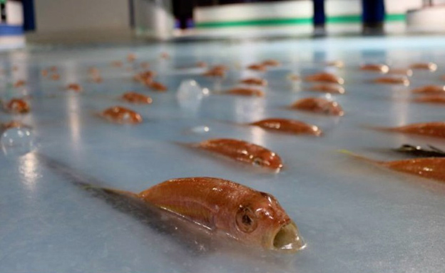 הדגים הקפואים במשטח ההחלקה (צילום: CNN)