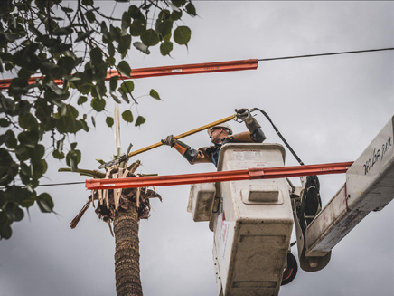 עבודות גיזום בתל אביב לקראת הסערה (צילום: טום ביחובסקי, חברת החשמל)
