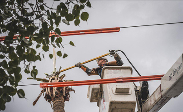 עבודות גיזום בתל אביב לקראת הסערה (צילום: טום ביחובסקי, חברת החשמל)