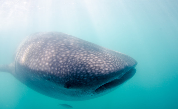 כריש לוויתן (צילום: Leonardo Gonzalez, Shutterstock)