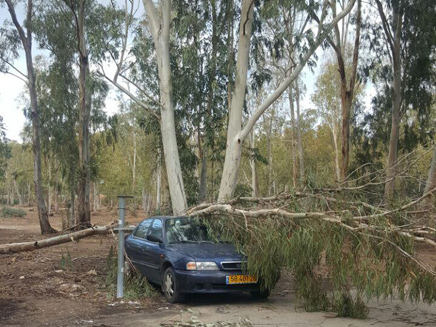 עץ שנפל על רכב ביער חדרה (צילום: רמי קט)