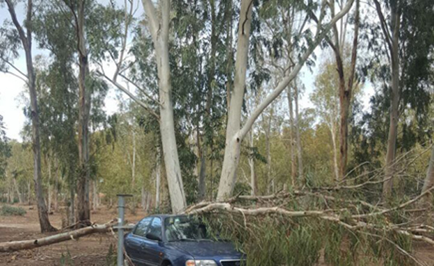 עץ שנפל על רכב ביער חדרה (צילום: רמי קט)