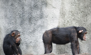 שימפנזים (צילום: AJancso, Shutterstock)