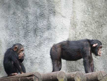 שימפנזים (צילום: AJancso, Shutterstock)
