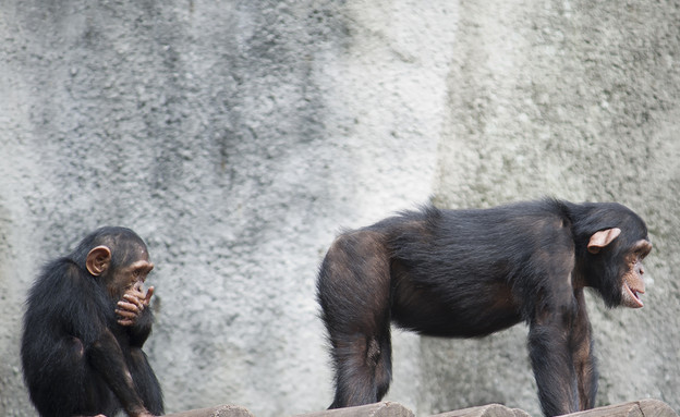 שימפנזים (צילום: AJancso, Shutterstock)