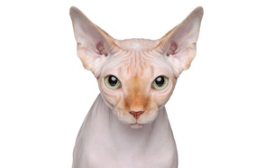 התקרחות (צילום: Shutterstock)