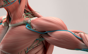 שרירים (צילום: Shutterstock)