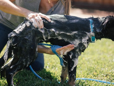 חמישייה, כפפה למקלחת כלבים (צילום: kickstarter)
