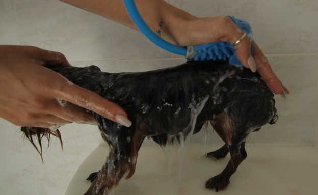 חמישייה, כפפה למקלחת כלבים (צילום: kickstarter)