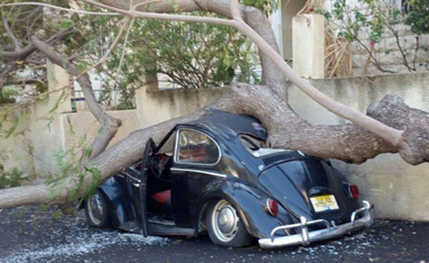 עץ קרס על מכונית בחיפה