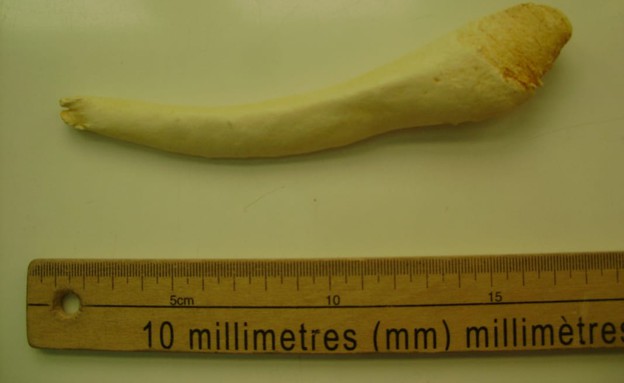 עצם פין (צילום: Wikimedia/André-Philippe D. Picard)
