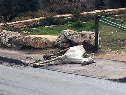 גופתו של הסוס נמצאה מוטלת ברחוב