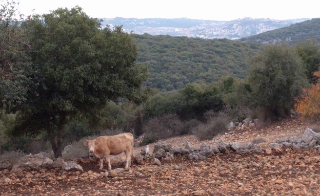 נופי הגליל באזור אבירים (צילום: נגה משל, mako חופש)