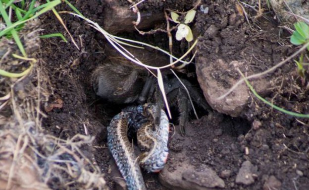 טרנטולה טורף נחש טרנטולה טורף נחש