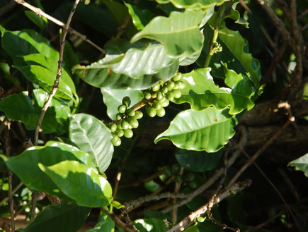 עץ קפה (צילום: מיכל לויט, mako אוכל)