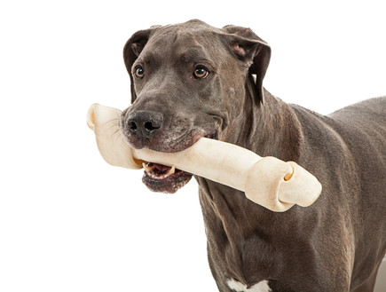 עצם גדולה לכלב (אילוסטרציה: Shutterstock)