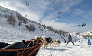 מזחלת שלג עם כלבים (צילום: חדשות 2)