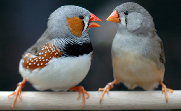 חיות עושות דברים מוזרים (צילום: Max Planck Institute for Ornithology)