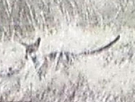 זאב טסמני (צילום: ניל ווטרס)