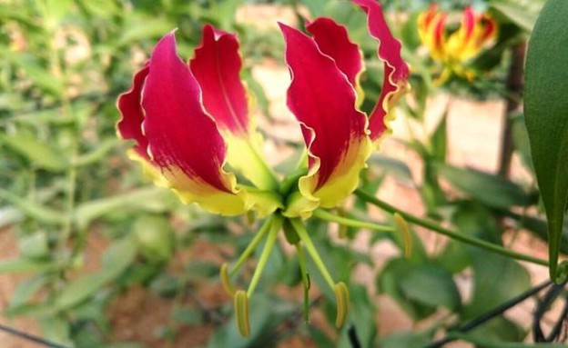 פרח הגלוריוזה (צילום: מופ ערבה תיכונה, TheMarker)