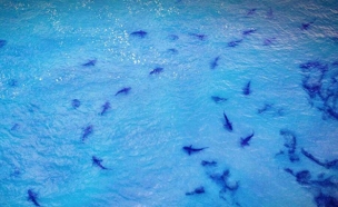 עשרות כרישים מול חופי חדרה (צילום: אתר רואים מלמעלה)