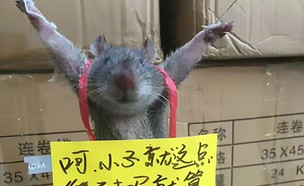 עכברוש נענש (צילום: CEN)
