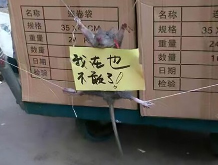 עכברוש נענש (צילום: CEN)