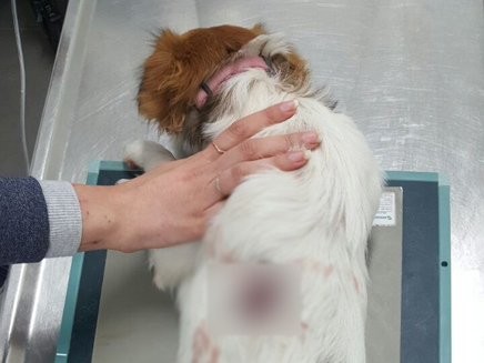 הכלבה מילקי בעת הטיפול הרפואי (צילום: ללא קרדיט)