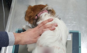 הכלבה מילקי בעת הטיפול הרפואי (צילום: ללא קרדיט)