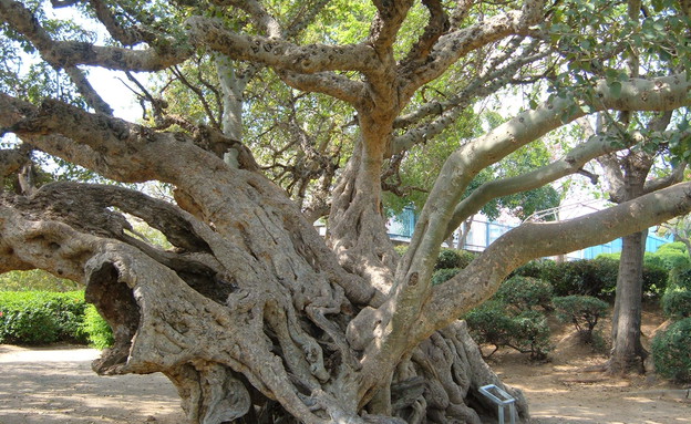 שקמה בנתניה (צילום: פנינה לבני, קרן קיימת לישראל)